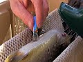 Surgery on Cutthroat Trout