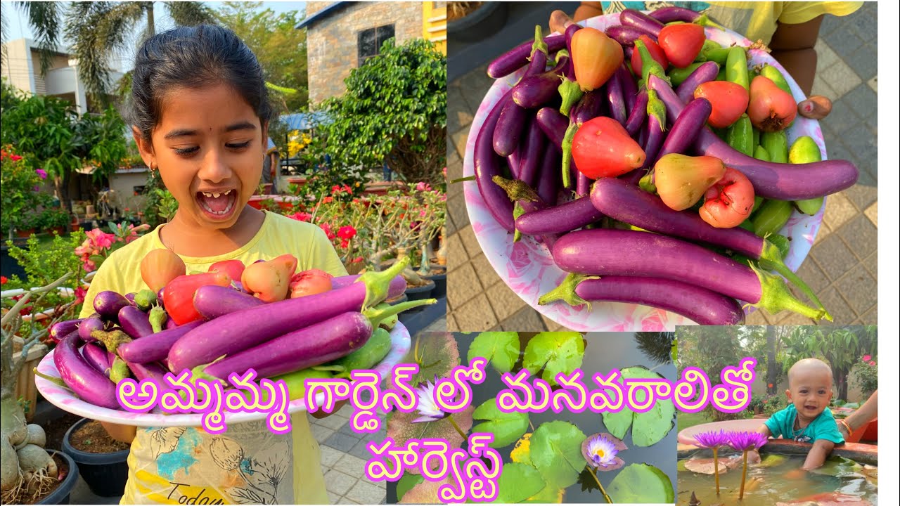 అమ్మమ్మ గార్డెన్ లో మనవరాలితో హార్వెస్ట్ Harvest by Granddaughter