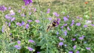 Territorial bee attacking bumblebee