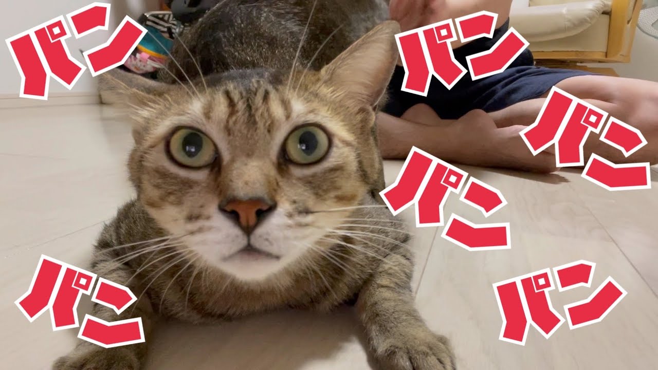 お尻叩きが好き過ぎる猫を正面から観察したらかわいいわな 猫ケツドラム Youtube