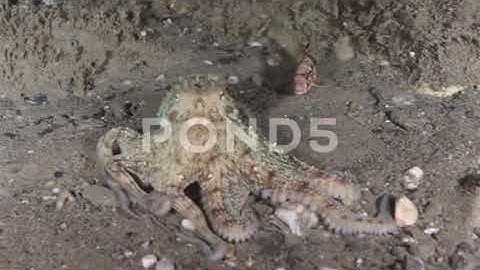 The Effects of RNA Editing in Cephalopods