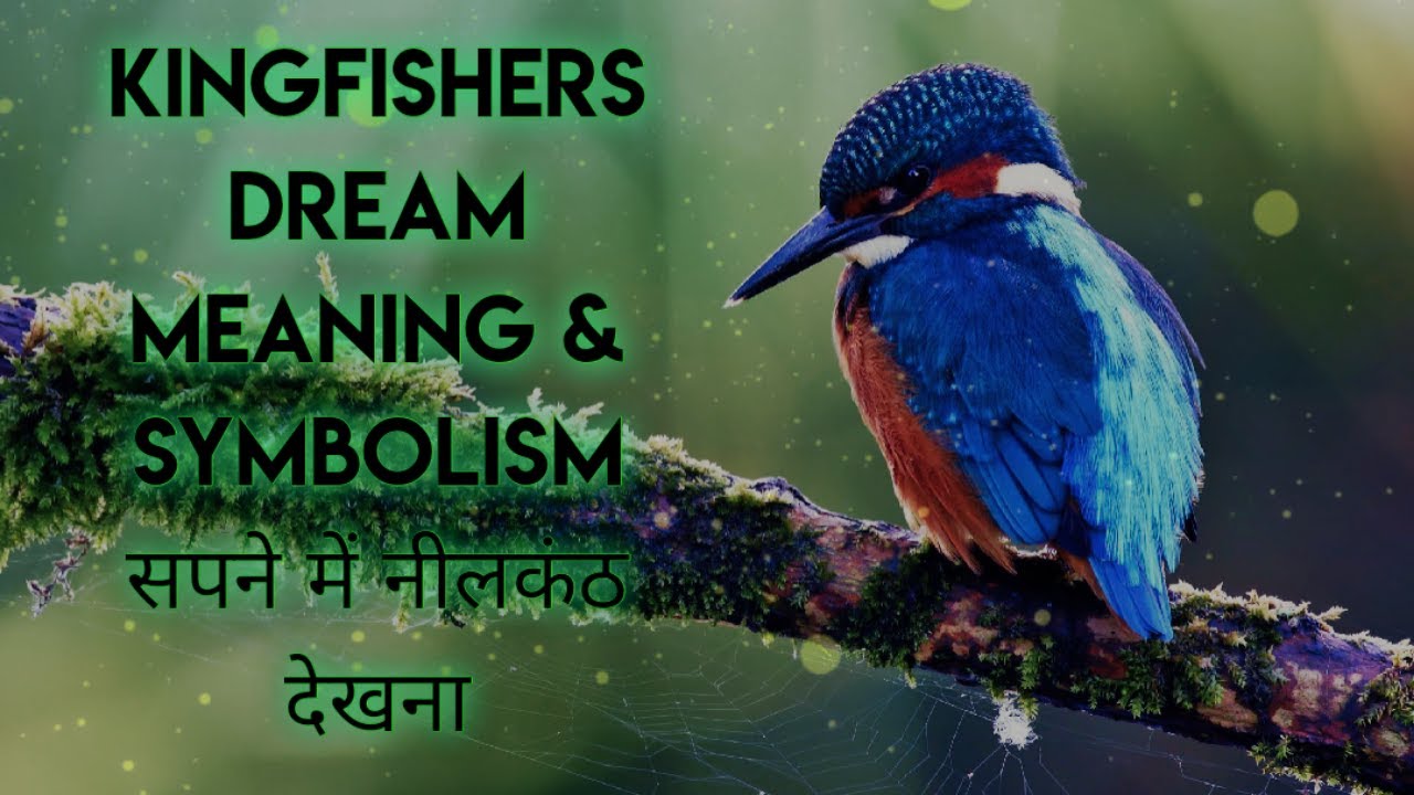 ๐ ๏ธ๐งฟ#kingfisher dream๐ธ meaning๐ฎ๐๐ญ#neelkanth เคจเฅเคฒเคเคเค dream meaning๐๐ l l ...