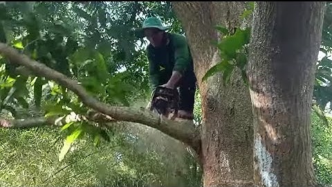 Cưa cây xoài siêu to ở lương phi . kỹ thuật cao