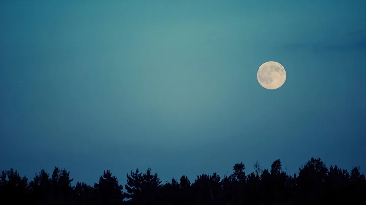 Forest Moon (Official Video) - Marcia Watson Bendo