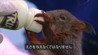 木が切り倒されホームレスに……赤ちゃんリス6匹を救助