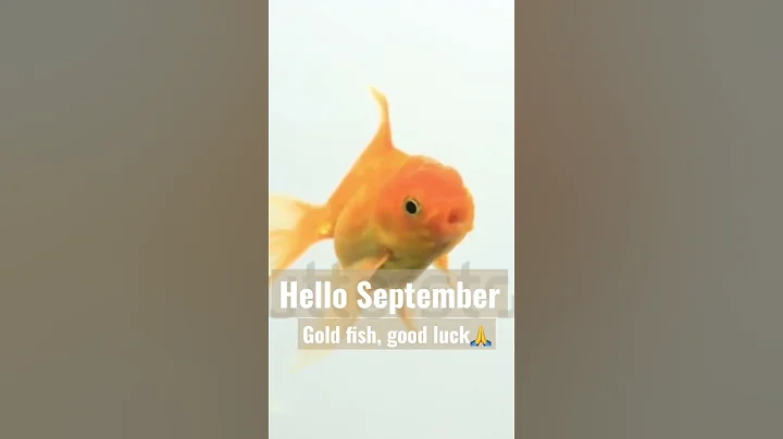 Gold Fish, good luck 🥰😉🤩#shorts full video👉🏻https://youtu.be/vWwlTPQwic8 - DayDayNews