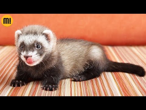 Vídeo: Qual pequeno animal é o melhor animal de estimação para você?