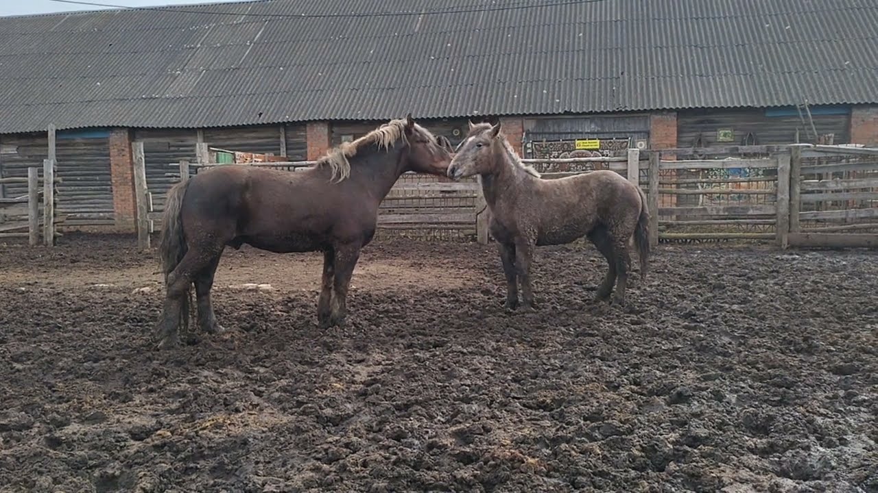 жеребец пристраивается к молодой кобыле - YouTube