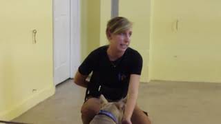 A petco dog training - how petco positive training methods work