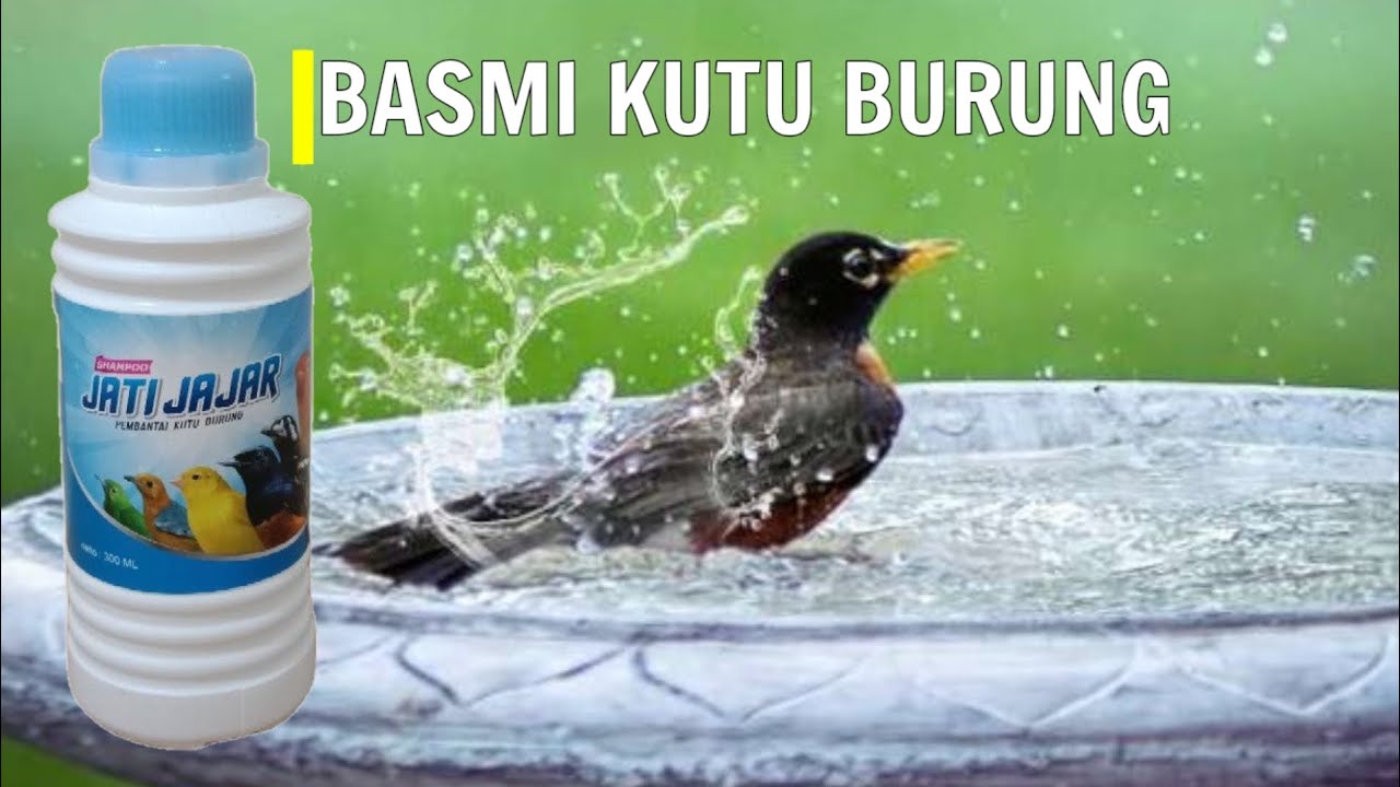 Perawatan semua jenis burung menggunakan shampo JATI JAJAR dari EBOD
