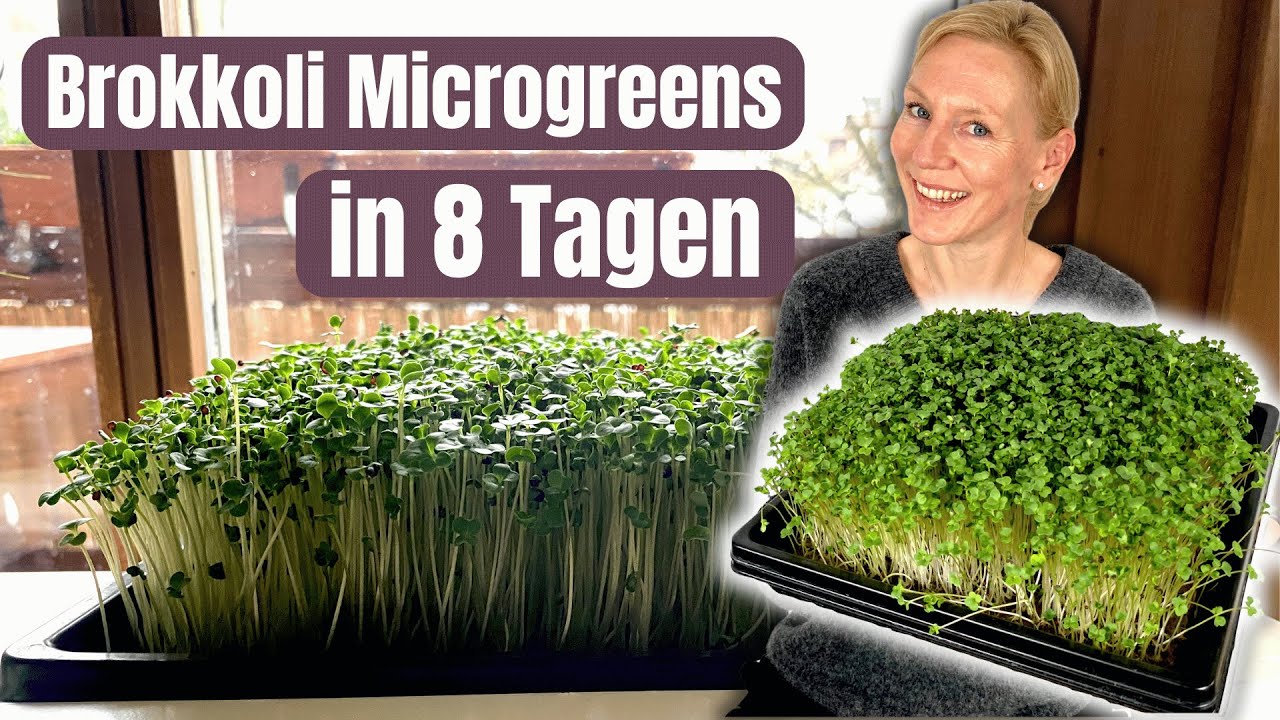 Brokkoli Microgreens anbauen ohne Erde | Schritt-für-Schritt erklärt