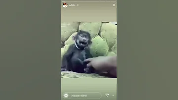 قرد يضحك 