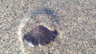 Living Sand Dollar burrowing time lapse Sand Dollar Timelapse