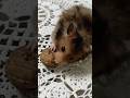 #hamster #animals #pets #petsupplies #cute #funny #lustig #youtubeshorts #viral #shorts #foryou