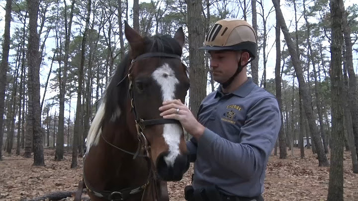 Ocean County mounted unit a benefit to Sheriff's Office