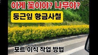 꽃처럼 이쁜 둥근잎황금사철 포트이식작업
