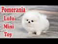 El Perro POMERANIA Cuidados, Características y recomendaciones de la raza 🐾