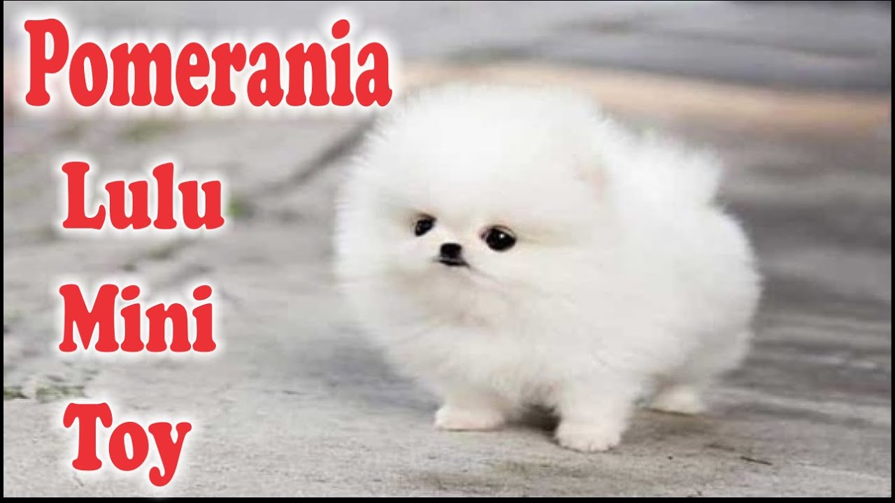 Cuanto cuesta un perro pomerania