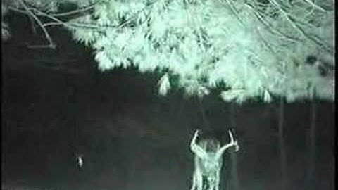 Whitetail deer buck scrape action during rut