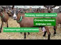 Запах в молоке/Нужен ли обогрев в козлятнике? У козы выкидыш