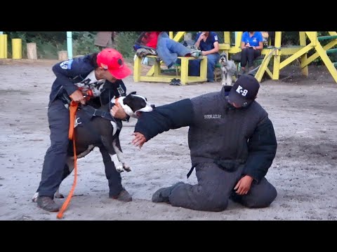 वीडियो: कुत्तों में सिर का झुकाव, भटकाव