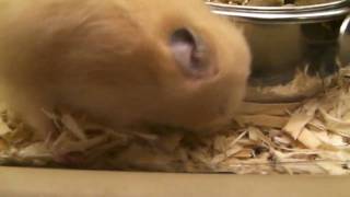 Teddy Hamsters at PetSmart screenshot 5