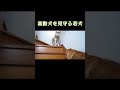 高齢犬を見守る若犬 #shorts #柴犬