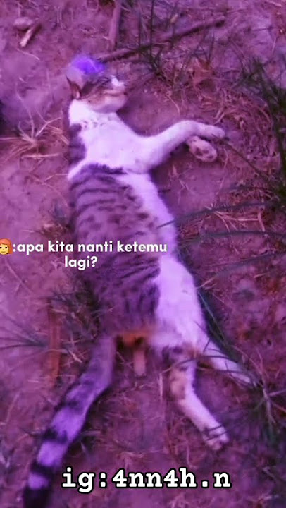 😭😭 #kucingmati #kucingkusayang #catlovers #jekylovers #catshorts #cats