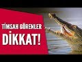 Rüyada evde timsah görmek ne anlama geliyor? / Mehmet Emin Kırgil