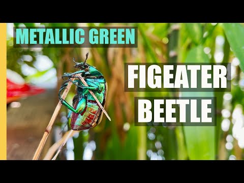 Video: Figeater Beetles. Իմացեք Թզենի բզեզի կյանքի ցիկլի և դրա կառավարման մասին