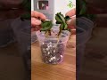 Hoya Carnosa Compacta Propagation #thegreenearth #hoya #hoyacarnosa Hoya Carnosa Compacta Propagation #thegreenearth #hoya #hoyacarnosa