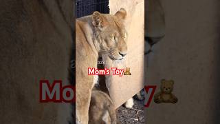 しばライオン 三つ子のライオンの赤ちゃん デンくん、アルくん、ベガちゃん 丸太遊び