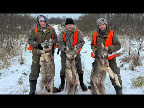 The wolves have been slaughtered. Early opening of the driven hunting season.