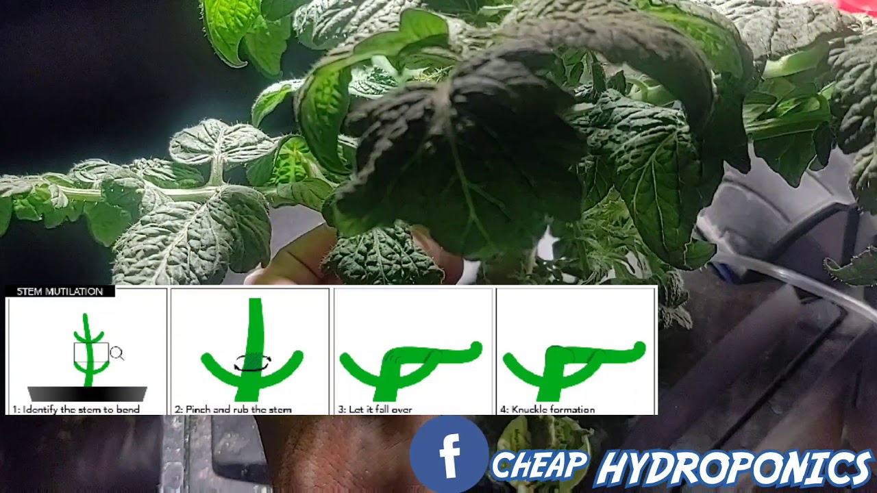 super cropping / stem mutilation