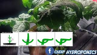 super cropping / stem mutilation
