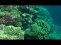 Coral Beach Resort Montazah Подводный мир HD