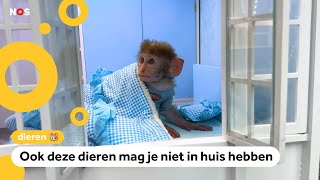 Download Lagu Waarom mag je geen aap als huisdier hebben? MP3 Download Lagu Waarom mag je geen aap als huisdier hebben? MP3