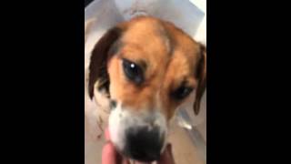 VID 20151111 WA0010