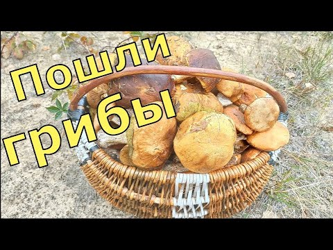 МНОГО! КАК ИСКАТЬ ГРИБЫ, ГДЕ ИСКАТЬ ГРИБЫ,ОКОЛО ЧЕГО ОНИ ЛЮБЯТ РАСТИ,КАКИЕ ГРИБЫ БРАТЬ-МАСТЕР КЛАСС!