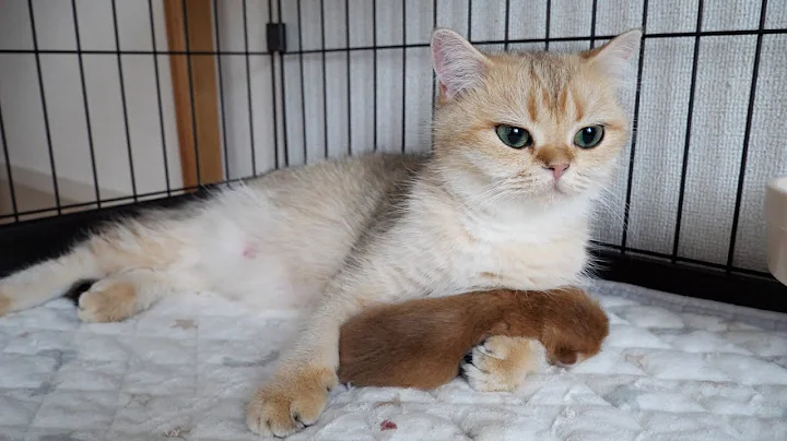 Video 11892561: munchkin british shorthair kittens, tiny british shorthair kitten, kittens cute mother cat, kitten gently, kitten enjoying