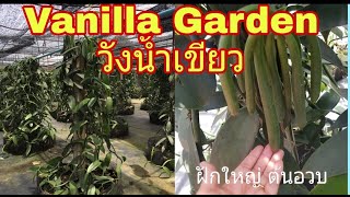 วานิลลา เรียนการปลูกวานิลลาที่ vanilla garden วังน้ำเขียว