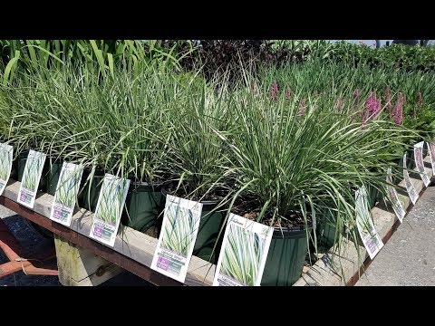 Videó: Mi az Overdam Feather Reed Grass – Növekvő tollas nádfű Overdam növények