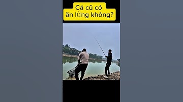 cá trắm đen cũ có ăn lửng không? #cauca #dungnguyenfishing #fishing #caucagiaitri