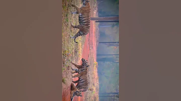 Tigress Kuwani and Cubs from Tadoba Tiger Reserve - Big Cats India