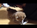 柴犬もも 赤ちゃんももは金魚のフン？（Puppy's always following her daddy, like a cow's tail.）