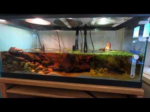 40 Gallon Turtle Tank Setup and Price 