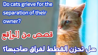 Do cats grieve for the separation of their owner? And how to raise a cat abandoned by its owner