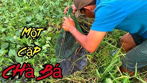 Thử Bỏ Mồi Vào LỜ CÁ LÓC Xem Kết Quả Sẽ Ra Sao