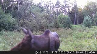 Adirondacks NY, Great Sacandaga Lake Area  Young Moose Pt2