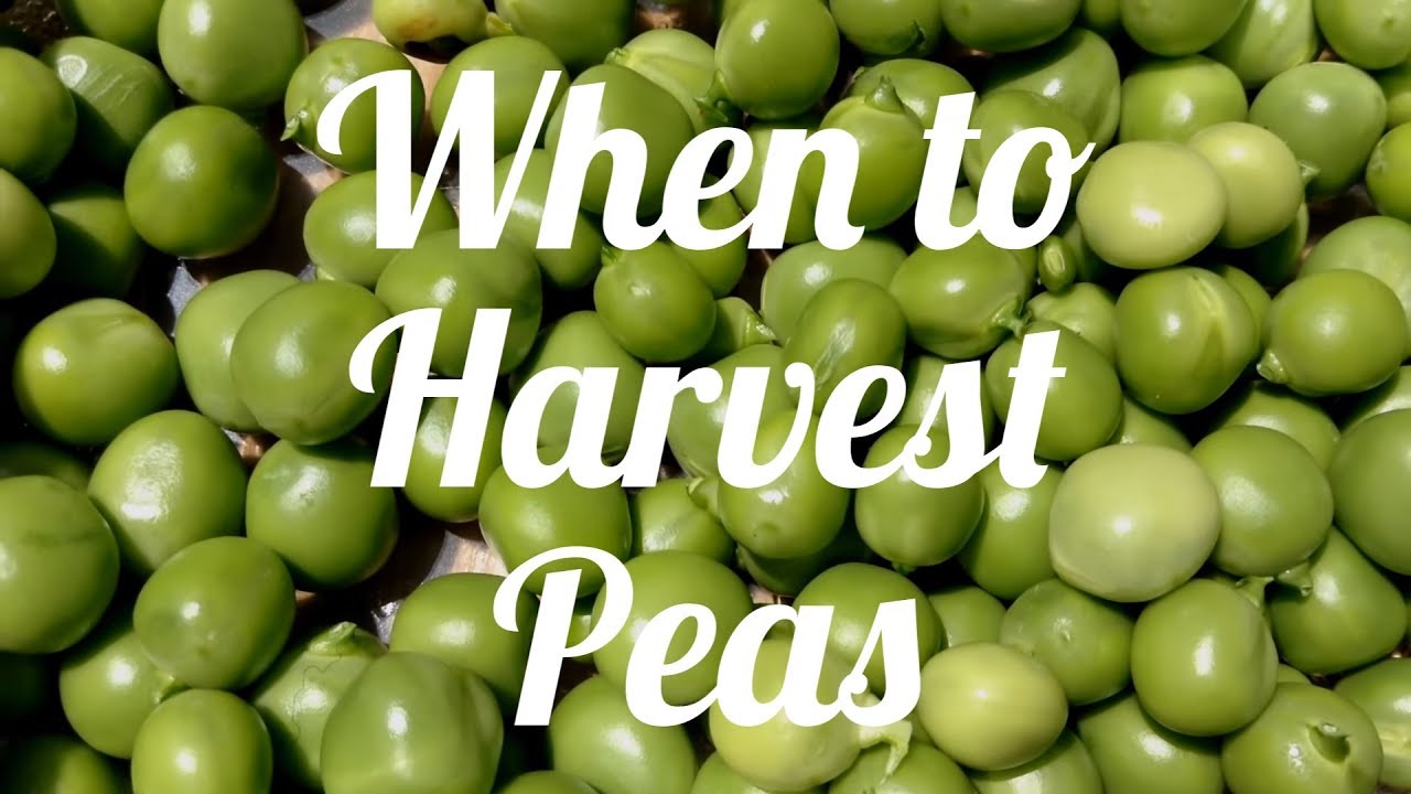 When to Harvest Peas YouTube